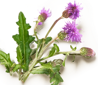 Milk Thistle