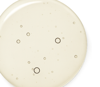 Bacillus Ferment