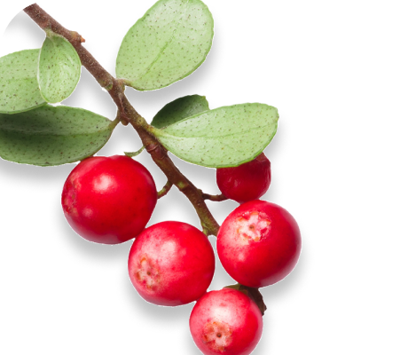 Uva-Ursi