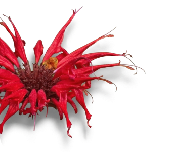 Monarda Didyma Callus (Bee Balm) Extract