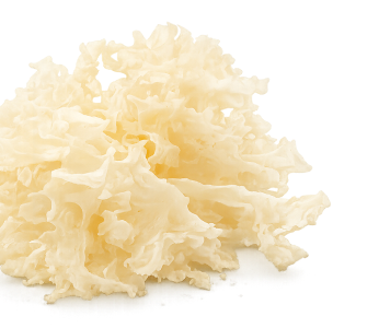 Snow Mushroom