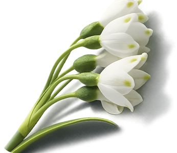 Summer Snowflake Bulb Extract
