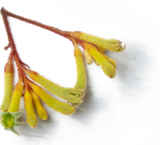 Kangaroo Flower