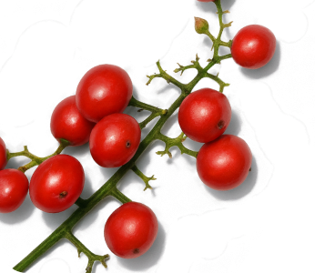 Brazilian Peppertree